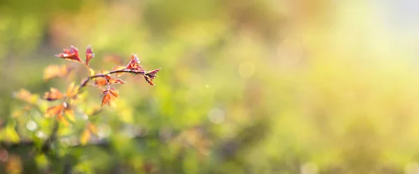 Banner del sito Natura — Foto Stock