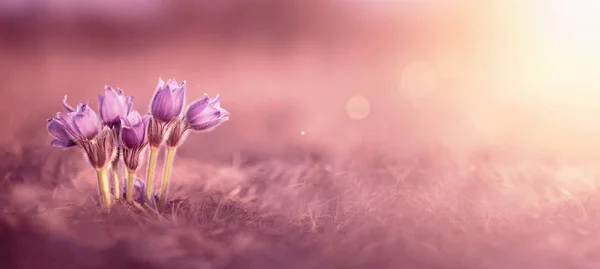 Lila vårblommor — Stockfoto