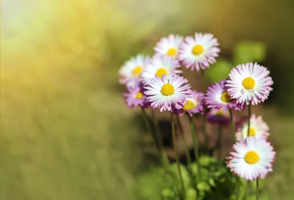 Весняні квіти ромашки — стокове фото