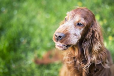 Kızgın saldırgan köpek