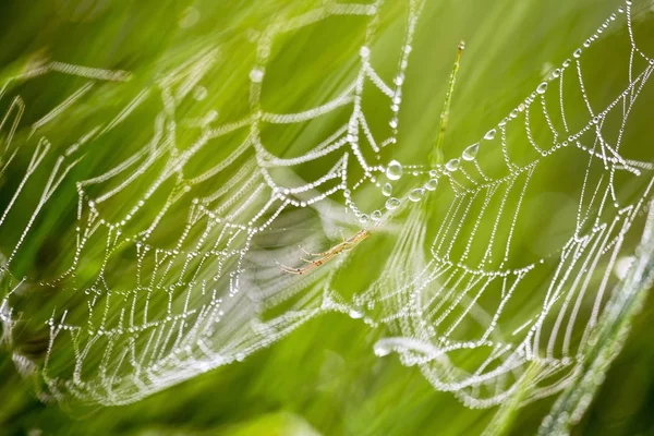 Dauwdruppels op spinnenweb — Stockfoto