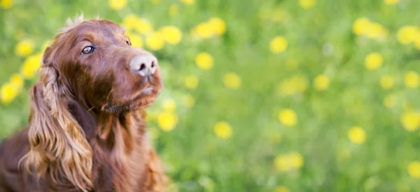 Söt hund banner — Stockfoto