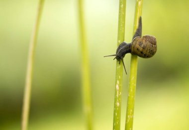 küçük salyangoz tarama
