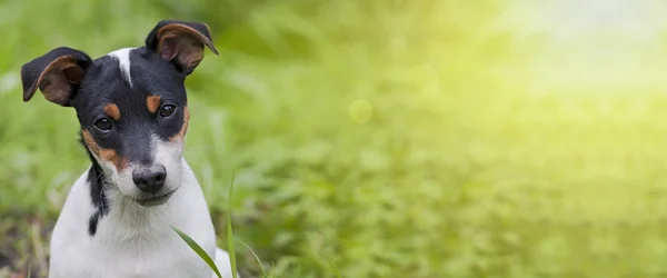 Perro divertido cachorro — Foto de Stock