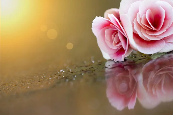 Rosa fiore sfondo — Foto Stock