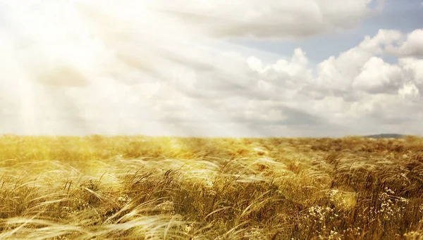 Summer field with heavenly light — Stock Photo, Image