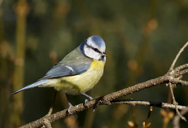 Μπλε tit πουλί — Φωτογραφία Αρχείου