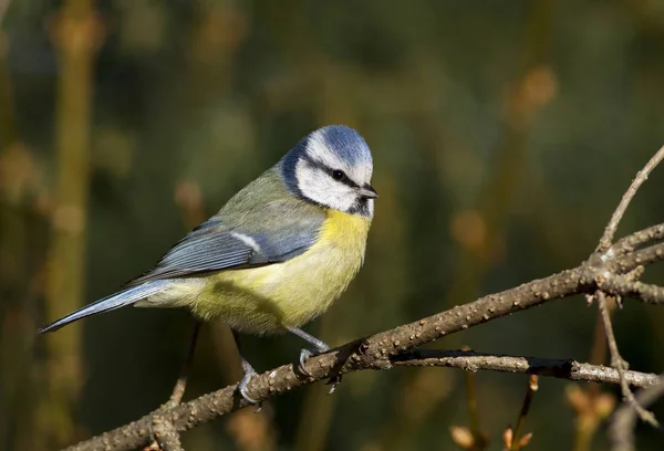 Poitrine bleue oiseau — Photo