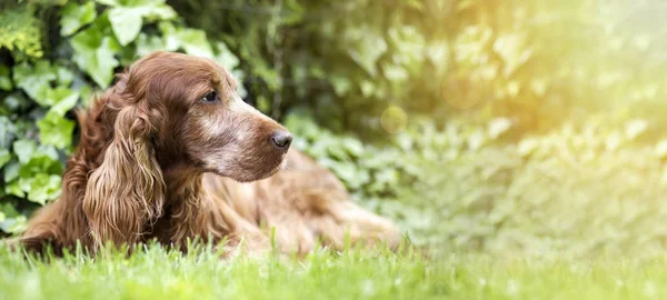 Cute old dog banner — Stock Photo, Image