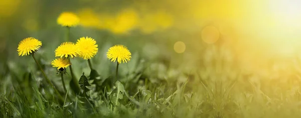 Banner de flores de verão — Fotografia de Stock