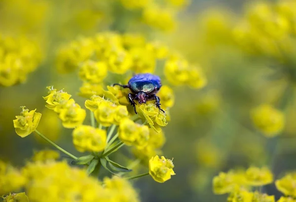 Bug che mangia fiore — Foto Stock