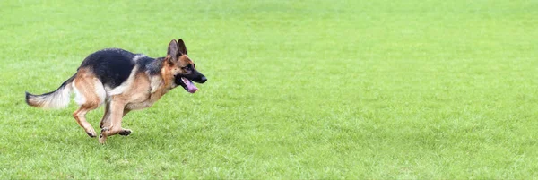 Trained dog running