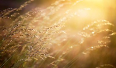 Polen bitkiler arka plan