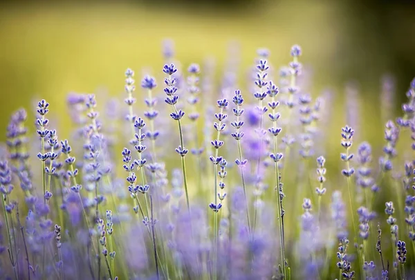 Flores de lavanda de ervas — Fotografia de Stock