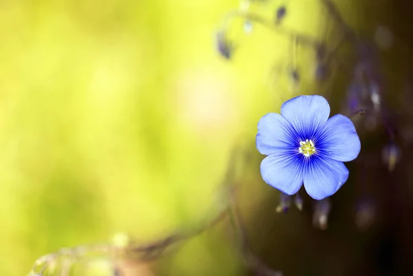 Kwiat niebieski tło — Zdjęcie stockowe