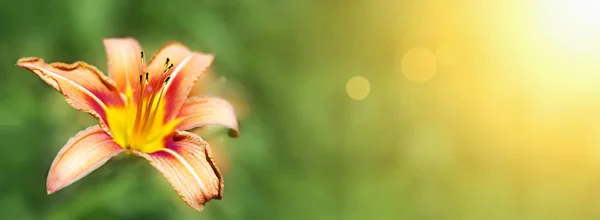 Banner de flor de lírio — Fotografia de Stock