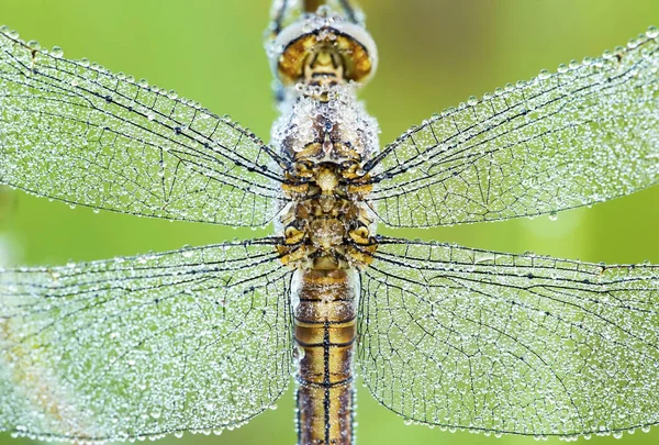 Dragonfly vleugels closeup — Stockfoto
