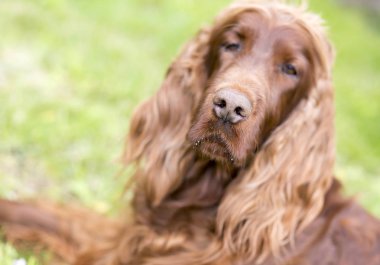 Köpek burun arka plan