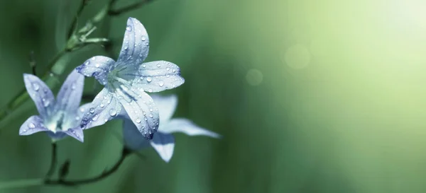 Blå blomma banner — Stockfoto