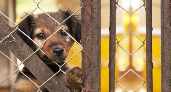 Köpek kurtarma afiş