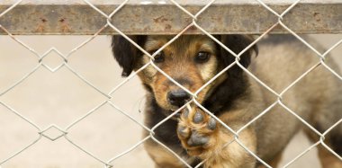 Köpek yavrusu afiş