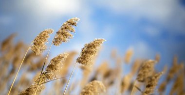 Rüzgardaki sazlıklar