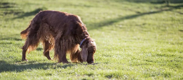 Cane che odora nell'erba — Foto Stock