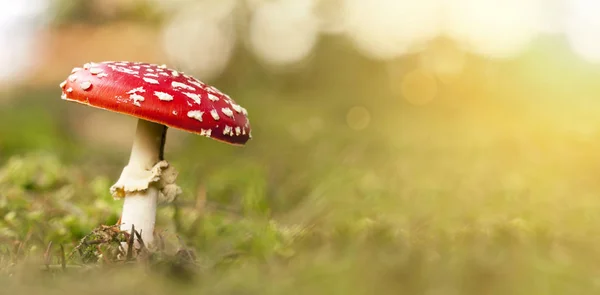 Rood en wit gevlekte paddenstoel — Stockfoto