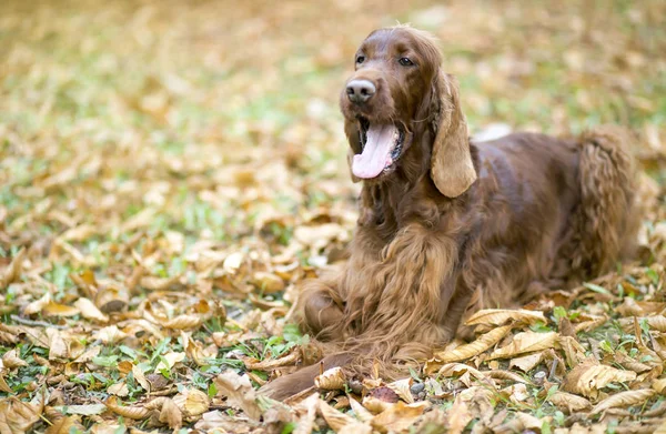 Cão engraçado no outono — Fotografia de Stock