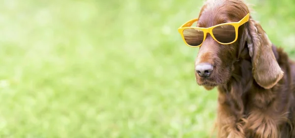 Dog with sunglasses — Stock Photo, Image