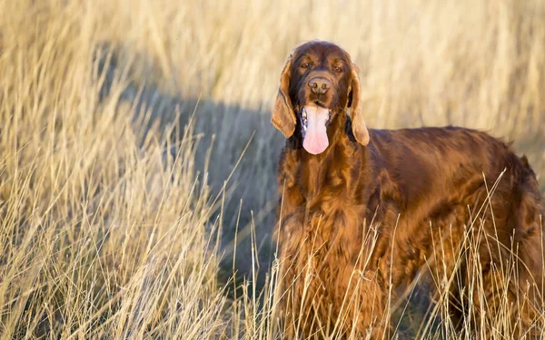 Joyeux chien souriant — Photo