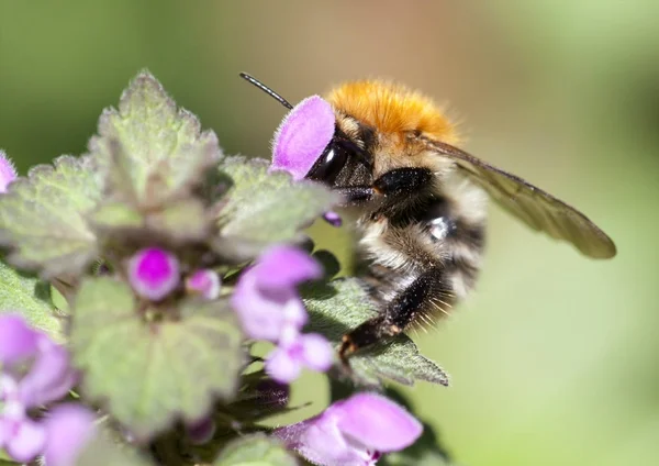 Bumble Bee sul fiore — Foto Stock