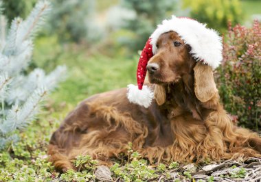 Noel köpek 