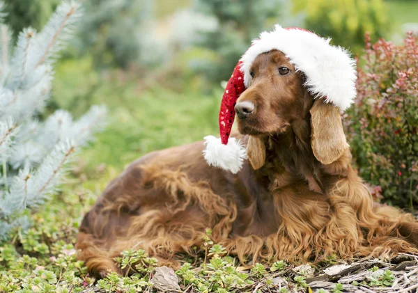 Lindo perro de Navidad — Foto de Stock