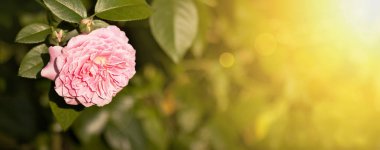 Pembe çiçek tebrik kartı