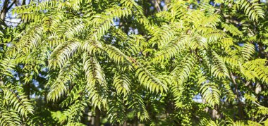 taze yeşil yapraklar 
