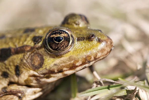 Eye of a green frog — Stock Photo, Image