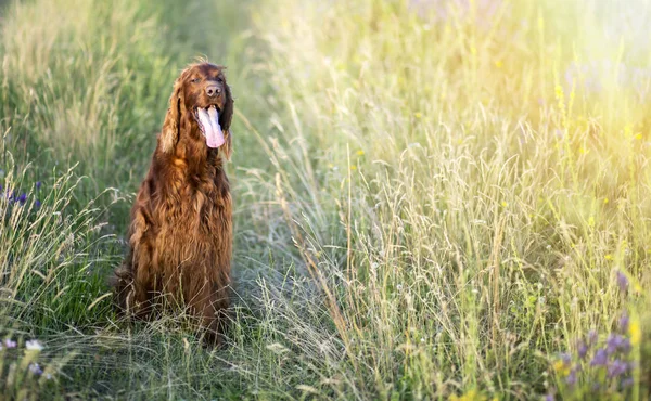 Cute dog sitting in the grass — Stock Photo, Image