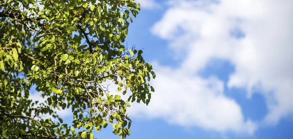 Concepto de aire fresco - árbol con hojas — Foto de Stock