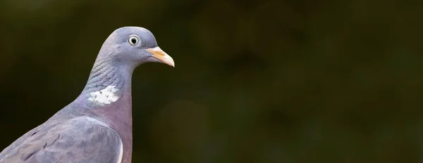 Beau gros plan sur le pigeon — Photo