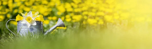 Gele en witte bloemen in een gieter — Stockfoto