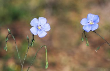 Bahar kavramı - mavi keten çiçekler