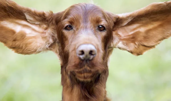 Смешные собачьи уши — стоковое фото