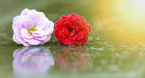 Весна, весна концепція - рожеві та червоні квіти — стокове фото