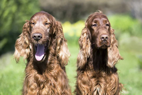 Mutlu İrlandalı Setter köpekler — Stok fotoğraf