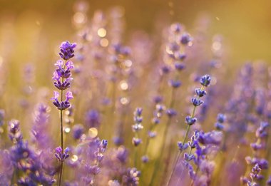 Yaz kavramı - mor lavanta çiçek