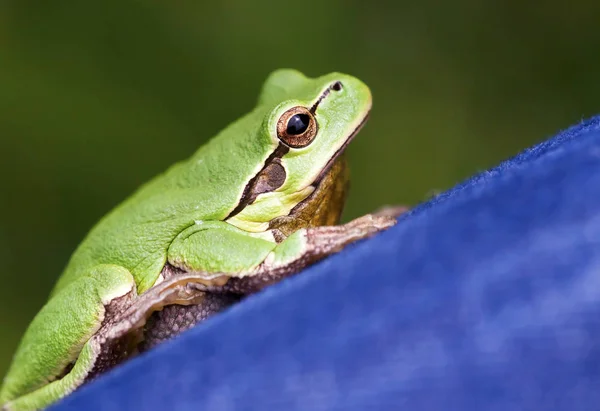 귀여운 녹색 개구리 클로즈업 — 스톡 사진
