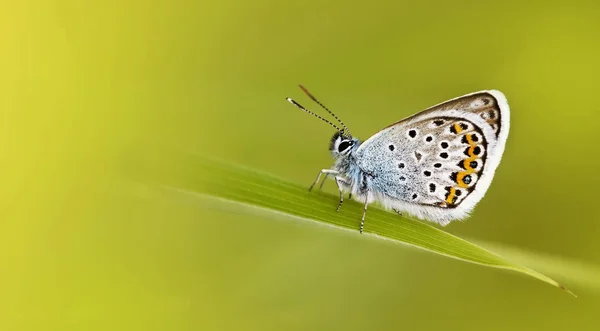 Mariposa azul - primavera, concepto de verano —  Fotos de Stock