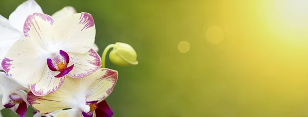Весняний, весняний банер - білі квіти орхідей — стокове фото
