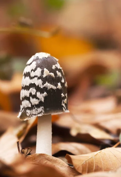 Herfst paddestoelen in de kleurrijke bladeren — Stockfoto